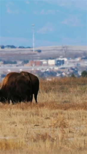 Colorado Bison Battle #bison #bisonfight #battle #bisonbattle