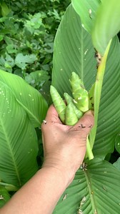 144K views · 4.2K reactions | Chufles en casa  así se vive en el campo 襤 | El Salvador Centro América Es Bello | Facebook