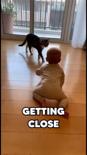 You Won’t Believe What This Cat Did