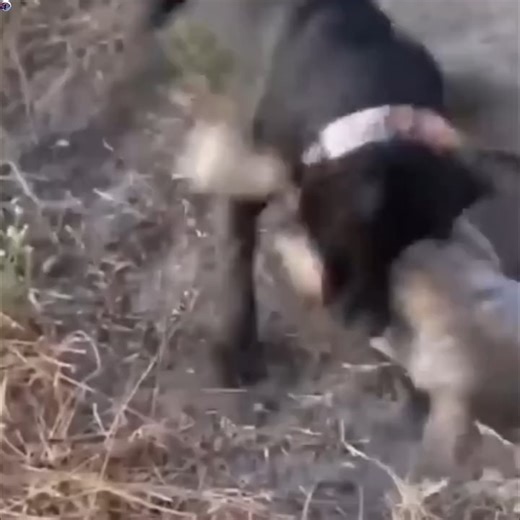 123K views · 3.6K reactions | Pitbull attacks Coyote to protect Owner! | Animals Attack | Facebook