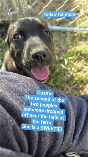 Cosmo, the second baby who we found that was dropped off #rescue