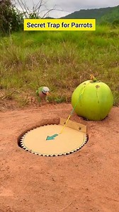 Secret trap for parrots. #trap #comedy #birds #funny | Funny Bird Trap