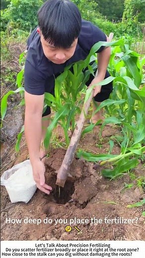Root‑Zone Fertilizing for Corn – Digging a Hole for Plant Food 🌽