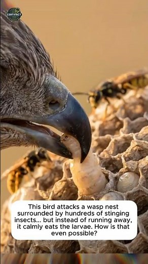 This Bird Eats Wasp Larvae While Being Attacked