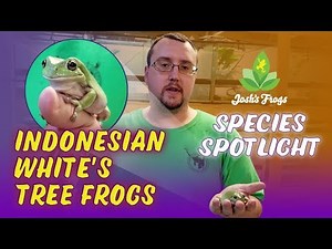 Indonesian White's Tree Frogs - Species Spotlight with Zach