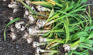 Gardeners' World: Monty Don shows how to grow garlic