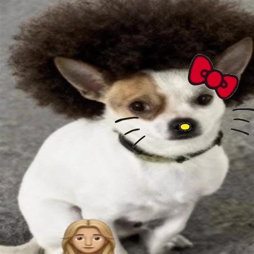 Creative Bidan Dog Edit Featuring Joe Biden