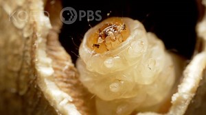 Why Did the Mexican Jumping Bean Jump? | KQED