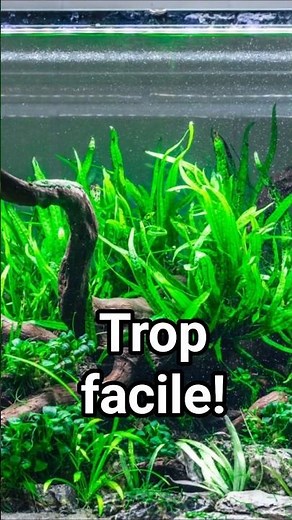 In my TOP 3 aquarium plants (clean & effective)