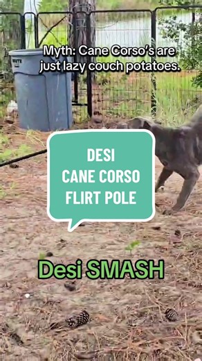 Demonstration by Desi. While Cane Corso’s can be calm and affectionate inside the home, they’re highly athletic, intelligent, and thrive when they have structure, exercise, and a purpose. A well-balanced Corso enjoys both downtime and activity, making them far more than “just a lazy dog.” #dogtok #dogrescue #happydog #canecorso #dogtraining