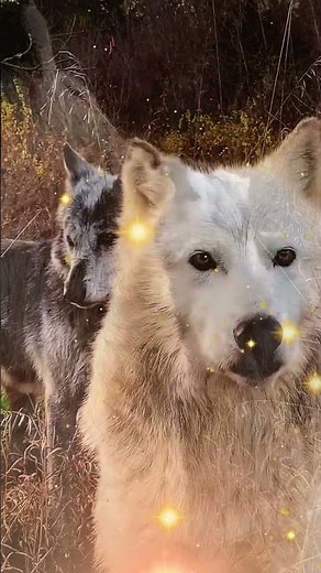 Llamado Salvaje: Wolves Howling at Night 🌕🐺 | Wild Call & Behavior