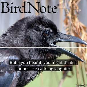 American Crows have more than twenty different calls - the rattle call is uncommon, and researchers aren’t sure what it means. It could be a gathering call, a predator alarm, or a call between mates. If you hear it, you might think it sounds like cackling laughter. However, no one has identified a crow noise that indicates glee at the expense of another creature. It’s just a coincidence that the rattle sounds like a laugh. | BirdNote