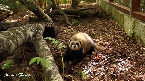 10K views · 1K reactions | Today is the summer solstice and it's also Midsummer's Day in Sweden. Benji and Nimbus are enjoying a bit of wrestling. | Marie's Ferrets | Facebook
