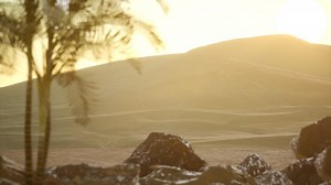 palms in desert at sunset