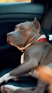 15K views · 525 reactions | Behold- The Zen Master and The Zoomie Overlord  #viralreelsシ #fypシ #humor #newborn | Sled Dog Story | Facebook