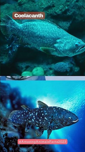 coelacanth