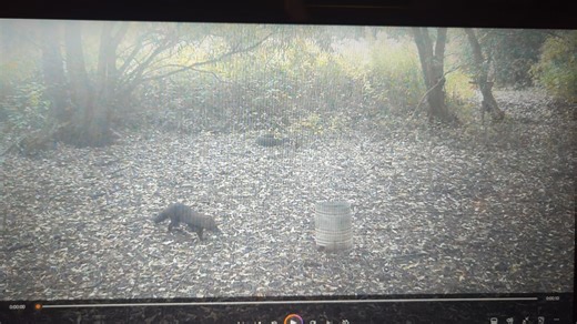 27 reactions | Probably the best Fischer Cat video yet! Was a young one but now it's all bulked up and just running around. | Steve Sharon | Facebook