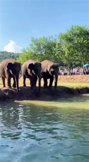 The Synchronized Jump | Voi con tv