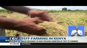 Teff Farming In Kenya KALRO has begun the rollout of Teff to farmers, following success in trials. Teff is a crop in the grass family used to produce the flour that cooks Ethiopian anjera. �#NTVWeekendEdition | NTV Kenya