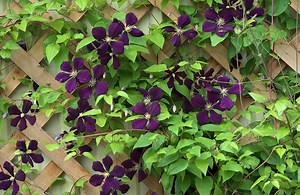 Comment installer un treillage mural ?