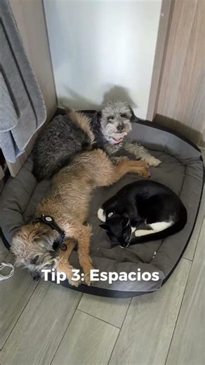 Tips para que tu gato y perro se lleven bien ☺️🐈‍⬛🐶 #gatos #perritos #gatoyperro #fyp