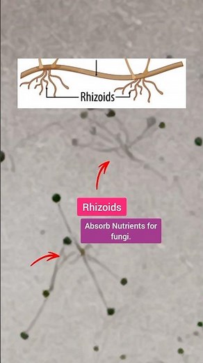 Spore Formation in Fungus || Reproduction in Plants Class 7 #shorts