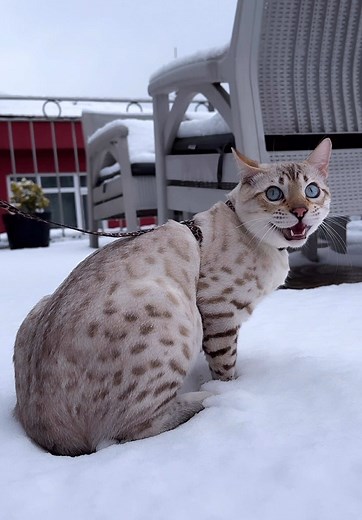 Explore the Beauty of Snow Lynx Bengals
