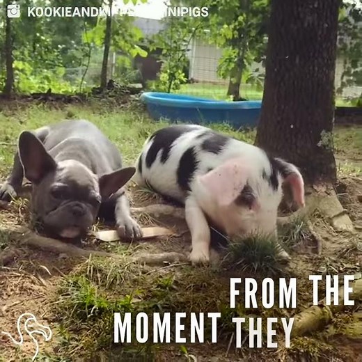 Piglet And Puppy Become BFFs