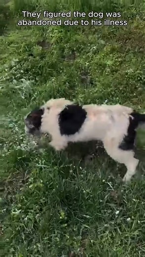 36K views · 2.3K reactions | Fulll viideo here https://rescuecats.newstodaytv24.com/2898/25/ 2309002dog left alone, he cried help kindness heard him #shorts #anima See part 2 in the comments below. | Indolore | Facebook