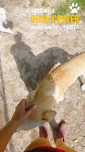 8.9K views · 879 reactions | Probabil v-ați întâlnit cu acest cățel...