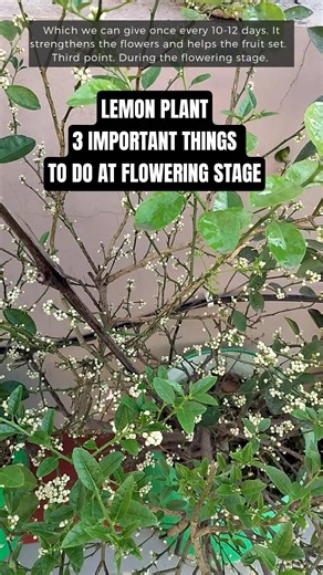How to Stop Lemon Flower Drop Naturally #shorts #gardening #plants