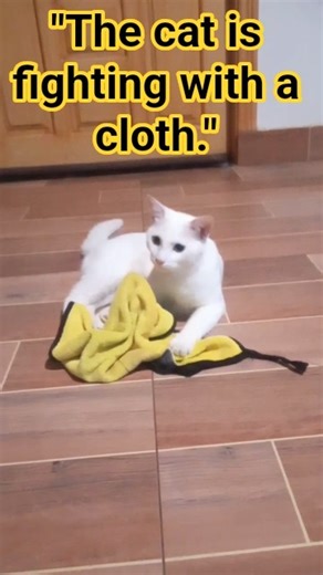 "The cat is fighting with a cloth." #femalerapper #music #paintthetownred