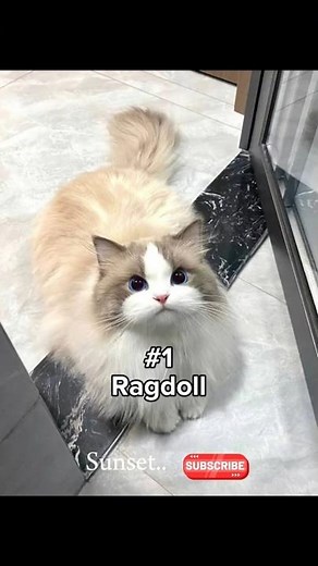 Top 10 most cutest cat breeds in the world❤