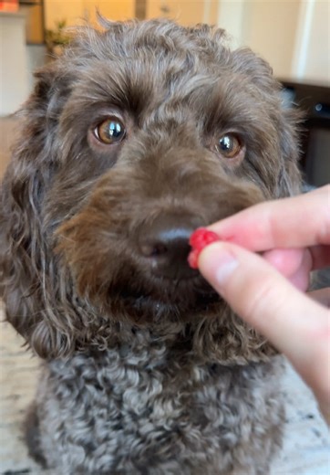 Good Morning with Doodles and Dogs