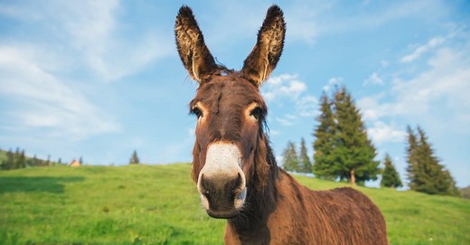 Donkey Lifespan: How Long Do Donkeys Live?