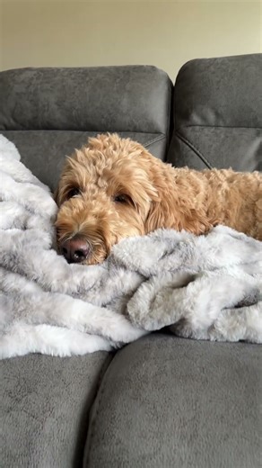 3yo Groodle: napping 💤