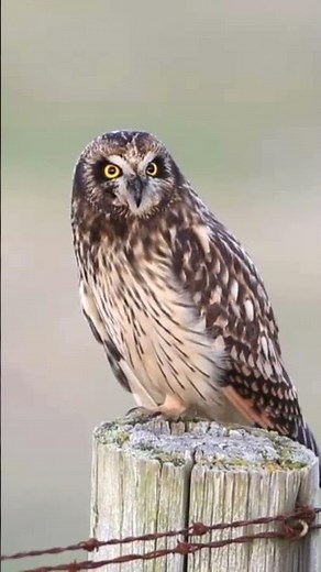 Barking Owl
