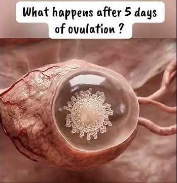 OVULATION: What happens during and after Ovulation #Ovulation #Fertility #MenstrualCycle