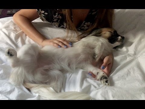 ASMR Loving Dog Petting