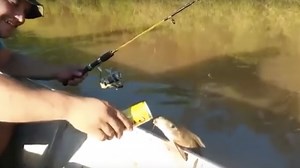 Pour one out for this fish getting turnt in Brazil