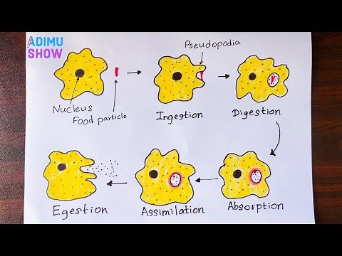 How To Draw Nutrition in Amoeba