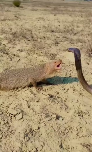 mongoose vs cobra #ajkenyasafaris #kenyaluxurysafaris | Aj Kenya Safaris Ltd