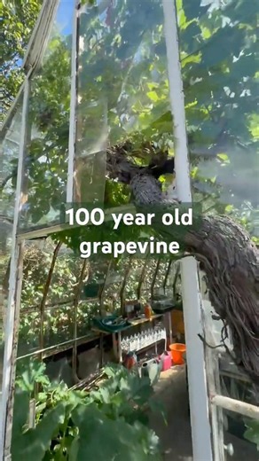 Amazing 100 year old grapevine. A relaxing and calming tour of the greenhouse #grapevine #greenhouse