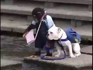 monkey walking dog