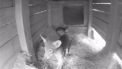 Time for a Tuesday Pupdate! These two red wolf pups are growing fast and on a mission to stretch and explore. 🌟 🌳 ❤️ #redwolf #puppies #tallahassemuseum #visittally #ihearttally #visitflorida | Tallahassee Museum