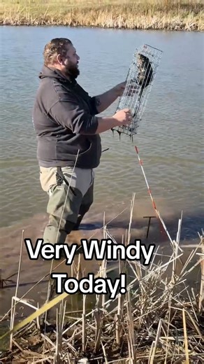 278 reactions · 12 comments | Second muskrat in this trap. #muskrat #outdoors #wisconsin #trapping | Fish & Tips | Facebook