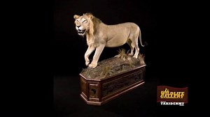 The Wildlife Gallery TV Spot, 'Taxidermy Time Lapse: Lion'