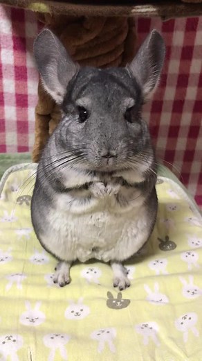 とんちゃんのご飯タイム#チンチラ#とんすけ#とんちゃん