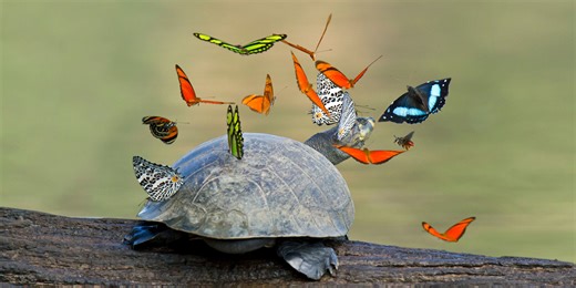 Preserving biodiversity