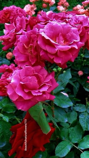 🌹 Beautiful 4K Rose Flowers in Full Bloom | Garden Walk"